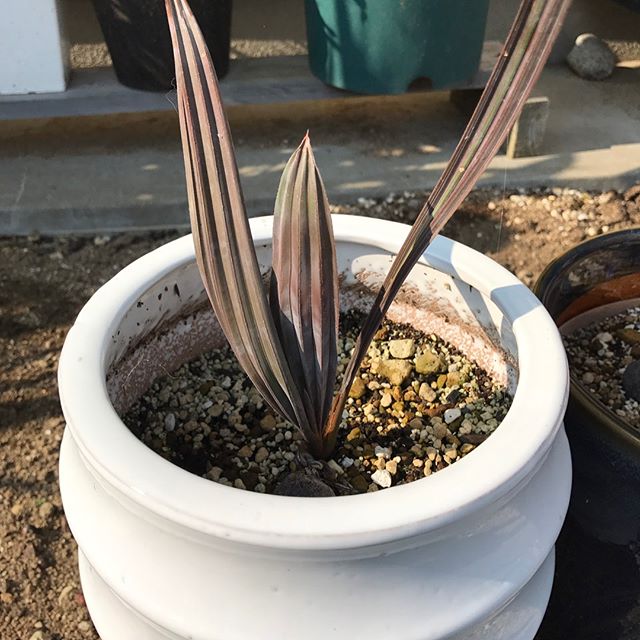 ラボに新入りちゃんのご紹介です〜 このチョコ色の美味しそうな植物。