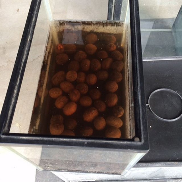 ラボに新入りちゃんのご紹介です〜 このチョコ色の美味しそうな植物。