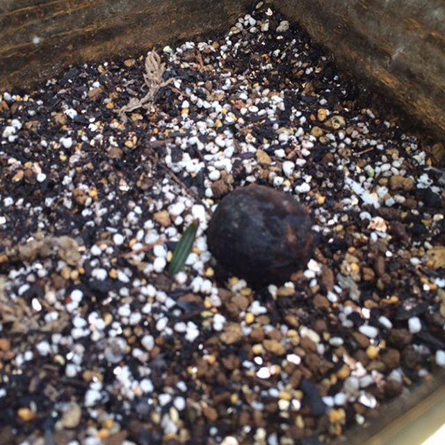 ラボに新入りちゃんのご紹介です〜 このチョコ色の美味しそうな植物。