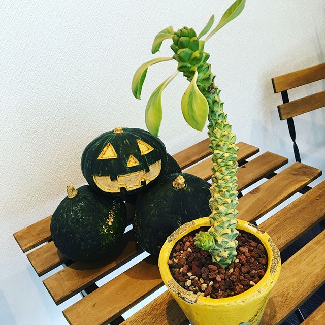 世間ではHappy #halloween ですね〜！ #カボチャ の黄色にリンクした植物ちゃんのご紹介(^-^)