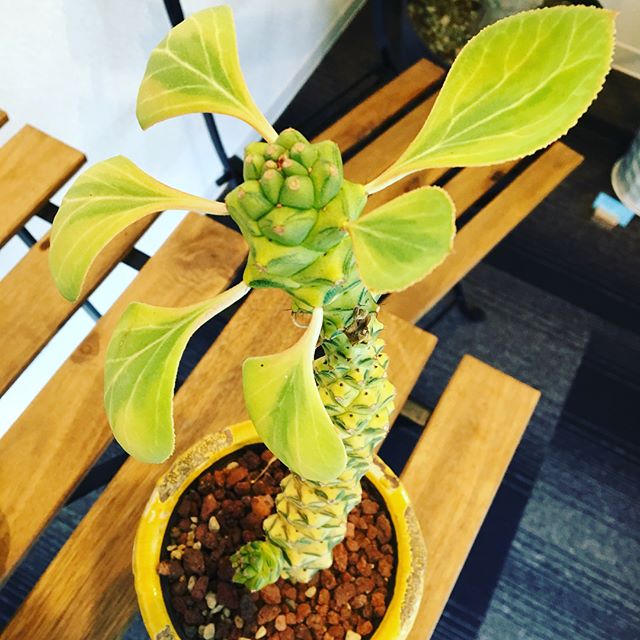 世間ではHappy #halloween ですね〜！ #カボチャ の黄色にリンクした植物ちゃんのご紹介(^-^)